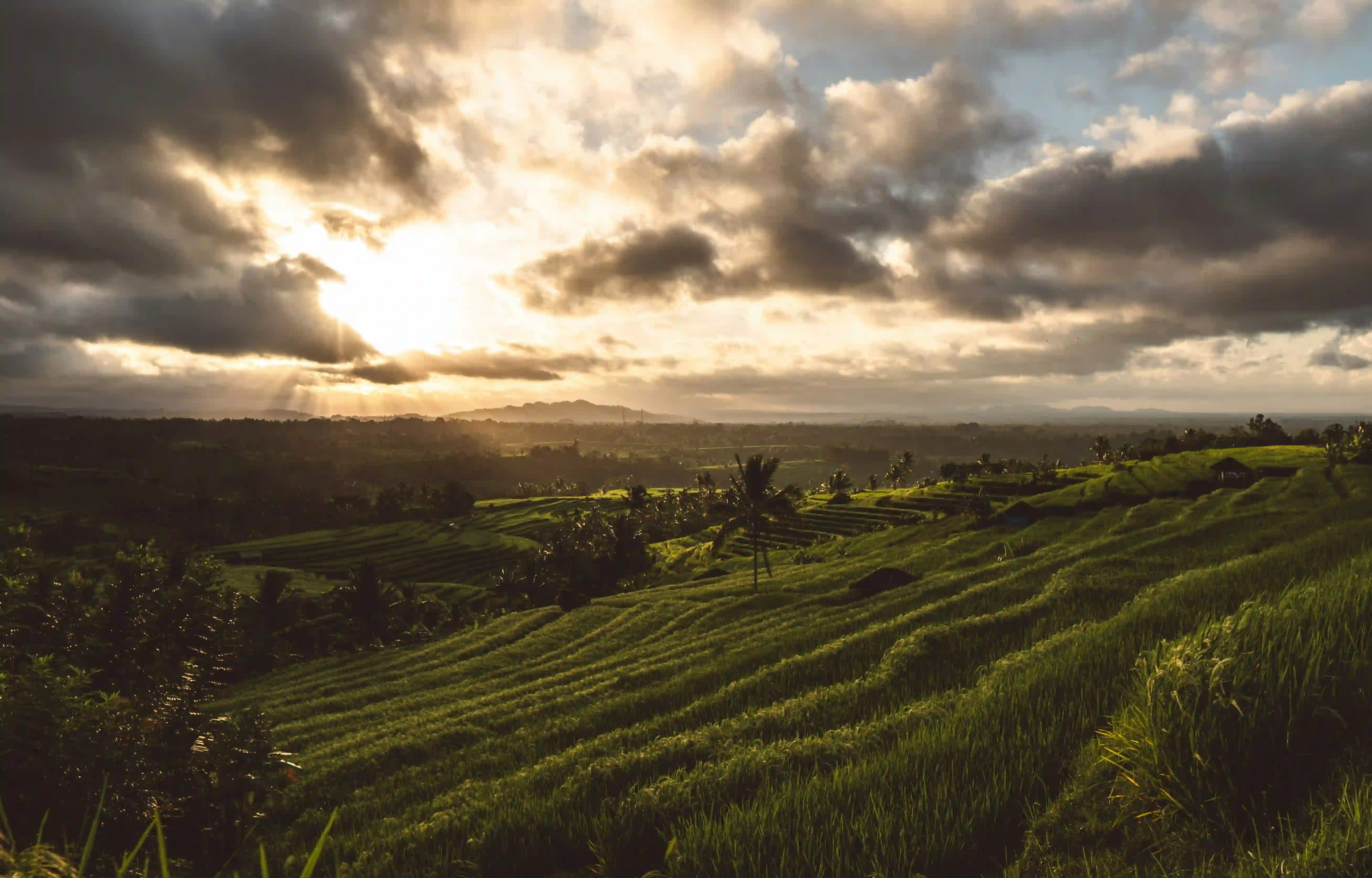 Rice field on montain cliff