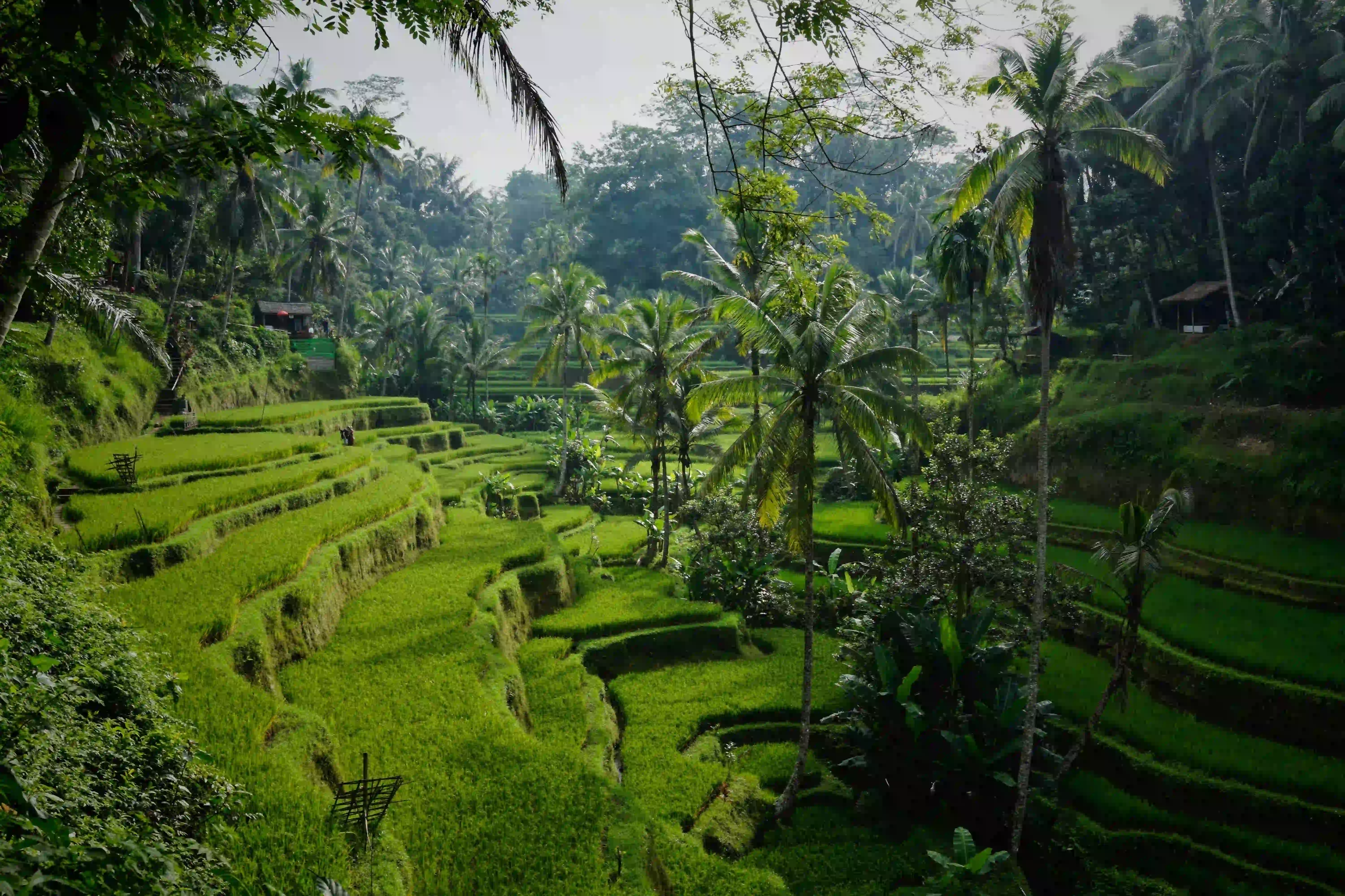Rice field on a mountain